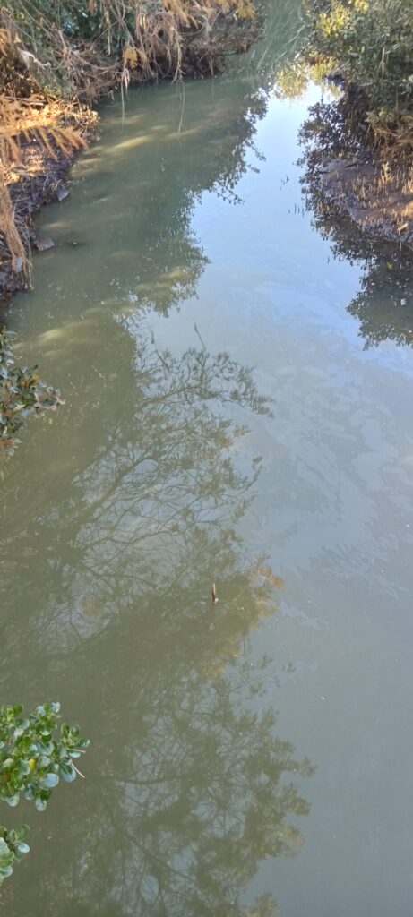 Light surface slick, Glendowie Stream at Roberta Reserve.